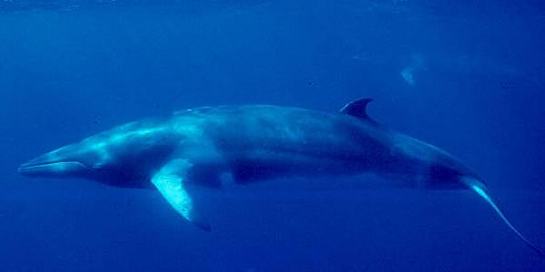 Image: Minke Whale by NOAA - Wikicommons