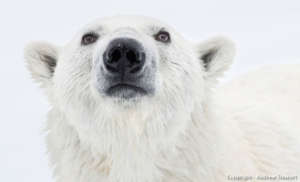 Polar Bear by Andrew Stewart - Adventure Canada