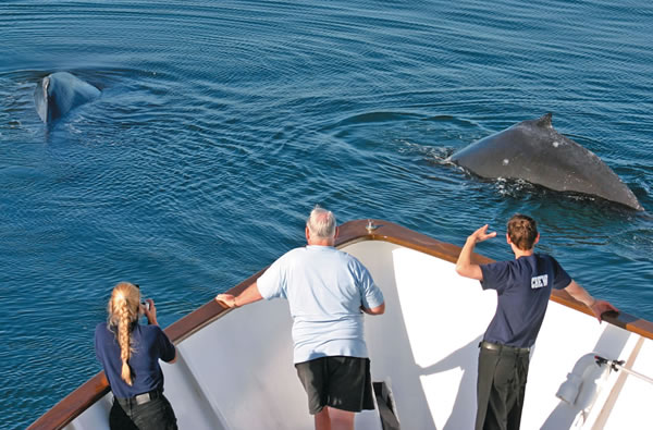 UnCruise Hawaii Whale on Bow