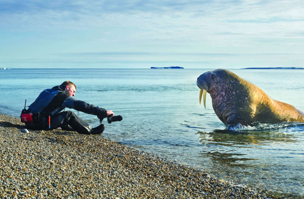 Adventure Canada image of Man and Walrus