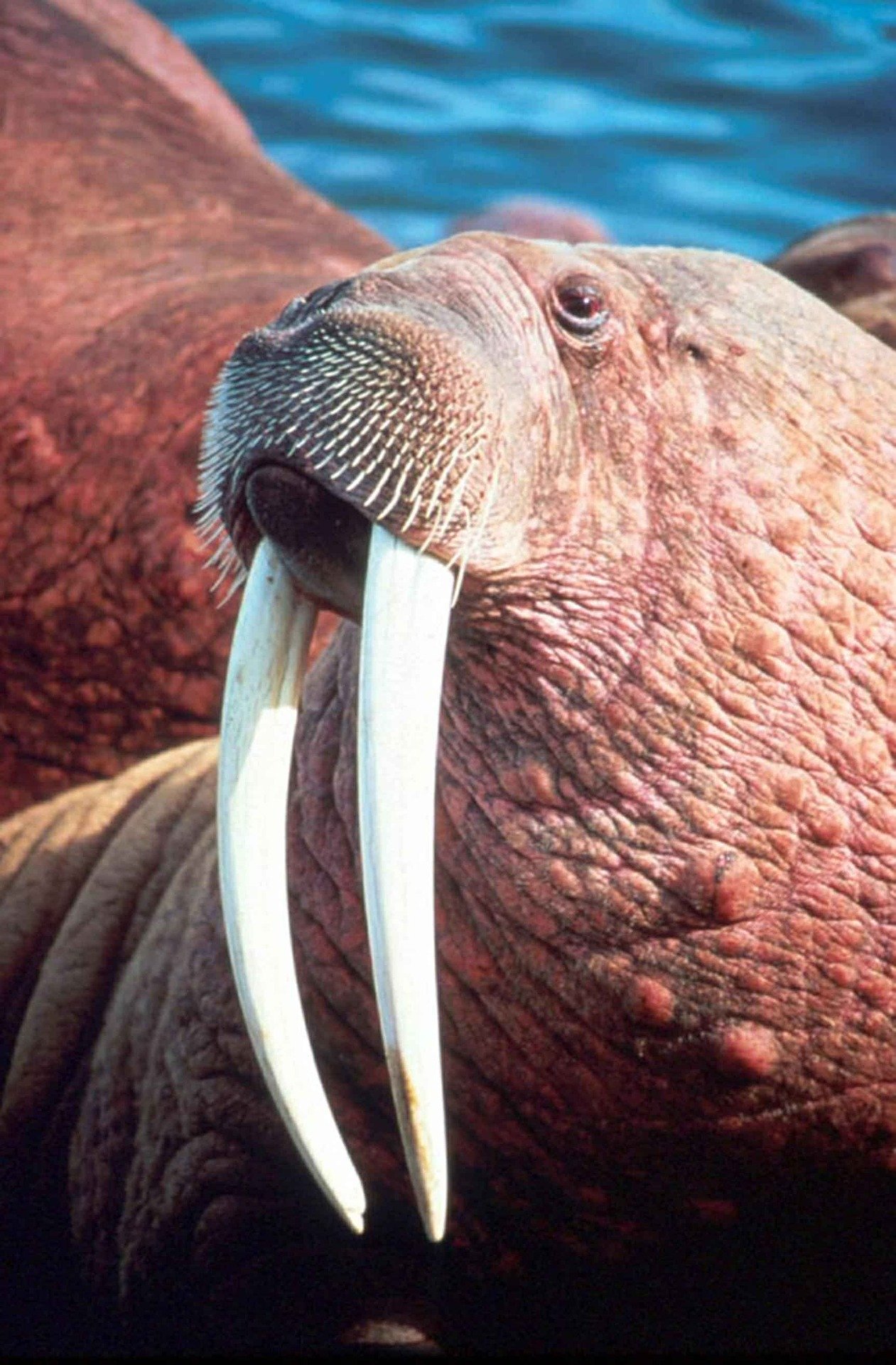 Tooth-Walking Sea Horses (aka Walrus) – Cruise Traveller